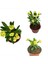 Çok Satan 1 Adet Sarı Renk Dikenler Tacı Çiçeği 10-15 cm Tüplü Çiçekli Bodur Bitkiler Euphorbia Milii 3
