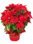 Çok Satan Atatürk Çiçeği Kırmızı Renkli (30 40 Cm)1 Adet Saksılı Çiçekli Bodur Bitki Poinsettia 4