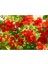 Çok Satan 1 Adet Kırmızı Bahar Dalı Çiçeği Fidanı 30-60 cm Tüplü Çiçekli Bodur Bitkiler Spring Flowers 2