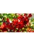 Çok Satan 1 Adet Kırmızı Bahar Dalı Çiçeği Fidanı 30-60 cm Tüplü Çiçekli Bodur Bitkiler Spring Flowers 3