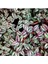 Kampanyalı Yeşil Alacalı Tradescantia Zebrina Çiçeği1 Adet Saksılı 30-50CM 1