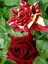 Avantajlı Yediveren Aşılı Sihirbaz Abrakadabra Gül Fidanı 1 Adet Saksılı (50-90 Cm) (Wizard Rose) 2