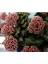 Kampanyalı Crassula Springtime Katmer Çiçekli Sukulent 5.5cm Saksıda 1