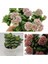 Kampanyalı Crassula Springtime Katmer Çiçekli Sukulent 5.5cm Saksıda 2