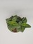 Kampanyalı Crassula Springtime Katmer Çiçekli Sukulent 5.5cm Saksıda 3