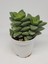 Kampanyalı Crassula Springtime Katmer Çiçekli Sukulent 5.5cm Saksıda 4