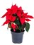 Çok Satan Atatürk Çiçeği Özel Hediyelik (30 40 Cm)1 Adet Saksılı Çiçekli Bodur Bitki Poinsettia 3