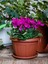 Favori Ürün Fuşya Rengi Sıklamen Çiçeği (30 40 Cm)1 Adet Saksılı Hediyelik Sıklamen Cyclamen 2