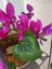 Favori Ürün Fuşya Rengi Sıklamen Çiçeği (30 40 Cm)1 Adet Saksılı Hediyelik Sıklamen Cyclamen 3