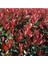 Çok Satan 1 Adet Alev Çalısı Çiçeği 40-60 cm Tüplü Çiçekli Bodur Bitkiler Photinia Glabra 2