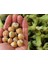 Yeşil Kabuklu Ham Çiğ Fındık 1