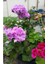 Çok Satan 3'lü Karışık Renk Sardunya Çiçeği 20-30 cm Saksılı Çiçekli Bodur Bitkiler (Pelargonium) 2