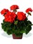 Çok Satan 3'lü Karışık Renk Sardunya Çiçeği 20-30 cm Saksılı Çiçekli Bodur Bitkiler (Pelargonium) 7