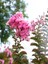 Favori Ürün Pembe Çiçekli Oya Çiçeği Fidanı (45 80 Cm)1 Adet Saksılı Dış Mekan Lagerstroemia Indica 1