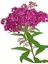 Çok Satan 1 Adet Pembe Keçi Sakalı Çiçeği 40-60 cm Saksılı Çiçekli Bodur Bitki (Codiaeum Variegatum) 3