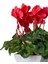 Favori Ürün Canlı Kırmızı Sıklamen Çiçeği (20 30 Cm)1 Adet Saksılı Iç Mekan Bitkisi Cyclamen 2