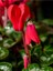 Favori Ürün Canlı Kırmızı Sıklamen Çiçeği (20 30 Cm)1 Adet Saksılı Iç Mekan Bitkisi Cyclamen 4