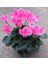 Çok Satan 1 Adet Pembe Sıklamen Çiçeği Fidanı 20-40 cm Saksılı Çiçekli Bodur Bitkiler Cyclamen 2