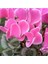 Çok Satan 1 Adet Pembe Sıklamen Çiçeği Fidanı 20-40 cm Saksılı Çiçekli Bodur Bitkiler Cyclamen 3