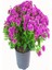 Kampanyalı Mor Kasımpatı Çiçeği (20 40 Cm)1 Adet Saksılı Çiçekli Bodur Bitki Chrysanthemum Morifolium 1
