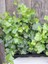 Orman Sarmaşığı – Hedera Helix – 40-60 cm Tırmanıcı Dış Mekân Bitkisi 2