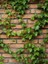 Orman Sarmaşığı – Hedera Helix – 40-60 cm Tırmanıcı Dış Mekân Bitkisi 3
