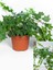 Orman Sarmaşığı – Hedera Helix – 40-60 cm Tırmanıcı Dış Mekân Bitkisi 4