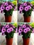 Çok Satan Bodrum Papatyası (20 50 Cm)4 Adet Saksılı Çiçekli Bodur Bitki Osteospermum Fruticosum 1