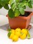 Çok Satan Bol Sulu Yediveren Limon (80 100 Cm)1 Adet Saksılı/ Tüplü Citrus Limon 2