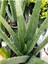 Çok Satan Aloe Vera (30 50 Cm) 1 Adet Saksılı/ Tüplü Iç/ Dış Mekan Bitkisi Aloe Ferox Mill Alovera 2
