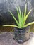 Çok Satan Aloe Vera (30 50 Cm) 1 Adet Saksılı/ Tüplü Iç/ Dış Mekan Bitkisi Aloe Ferox Mill Alovera 4