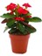 Çok Satan 3'lü Karışık Renk Dikenler Tacı Çiçeği 10-20 cm Tüplü Çiçekli Bodur Bitkiler Euphorbia Milli 3