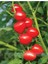Nadir Tomatoberry Domates Tohumu 10 Adet Ekim Seti 4