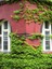 Duvar ve Çitler Için Kaya Sarmaşığı – Hedera Helix – 40-60 cm 1