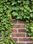Duvar ve Çitler Için Kaya Sarmaşığı – Hedera Helix – 40-60 cm 2