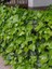 Duvar ve Çitler Için Kaya Sarmaşığı – Hedera Helix – 40-60 cm 3