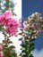 Favori Ürün Beyaz Pembe Renkli Oya Ağacı Fidanı (60 80 Cm)2 Adet Lagerstroemia Indica 1