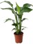 Kampanyalı Starliçe Cennet Kuşu Strelitzia Iç Mekan Salon Çiçeği 50-70CM 1