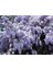 Wisteria Sinensis Kokulu Çin Morsalkım Mor Salkım Fidanı 40-60 cm 1