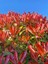 Çok Avantajlı Alev Çalısı Kırmızı Yaprak (30 50CM)1 Adet Photinia Serratifolia 3