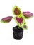 Çok Satan 6'lı Karışık Mini Yaprak Güzeli Çiçeği 10-15 cm Tüplü Çiçekli Plectranthus Scutellarioides 5