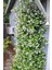 Arap Yasemin 70 Cm+ Boy Jasminum Sambac 2