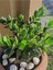 Çok Satan Para Çiçeği (20 40 Cm)1 Adet Saksılı Iç Mekan Bitkisi Crassula Ovata 4
