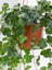 Hedera Helix Kaya Sarmaşığı – 40-60 cm – Tırmanıcı Bahçe Bitkisi 4