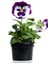 Çok Satan Hercail Menekşe (5 15 Cm)10 Adet Saksılı/tüplü Çiçekli Iç Dış Mekan Bitkisi Viola Tricolor 4