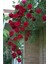 Sarmaşık Katmerli Reçellik Kokulu Gül 50-80CM Sakslı 1