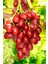 Sarmaşık Cins Red Globe Tatlı Üzüm Bitkisi Fidanı Tüplü Dikime Hazır 20-40CM 4