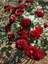 Avantajlı Yediveren Koyu Kırmızı Yoğun Kokulu (50 70 Cm)1 Adet Saksılı Aşılı Gül Red Rose 1