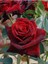Avantajlı Yediveren Koyu Kırmızı Yoğun Kokulu (50 70 Cm)1 Adet Saksılı Aşılı Gül Red Rose 2