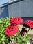 Avantajlı Yediveren Koyu Kırmızı Yoğun Kokulu (50 70 Cm)1 Adet Saksılı Aşılı Gül Red Rose 3